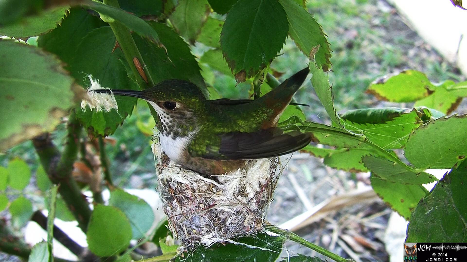 Allen's Hummingbird female in nest 